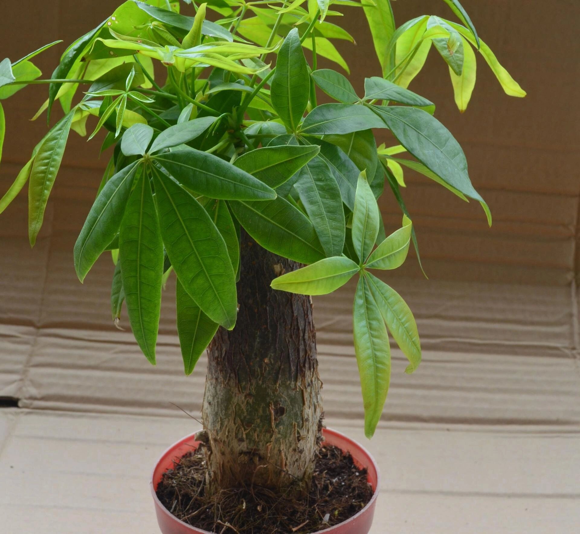 旺财家居风水植物