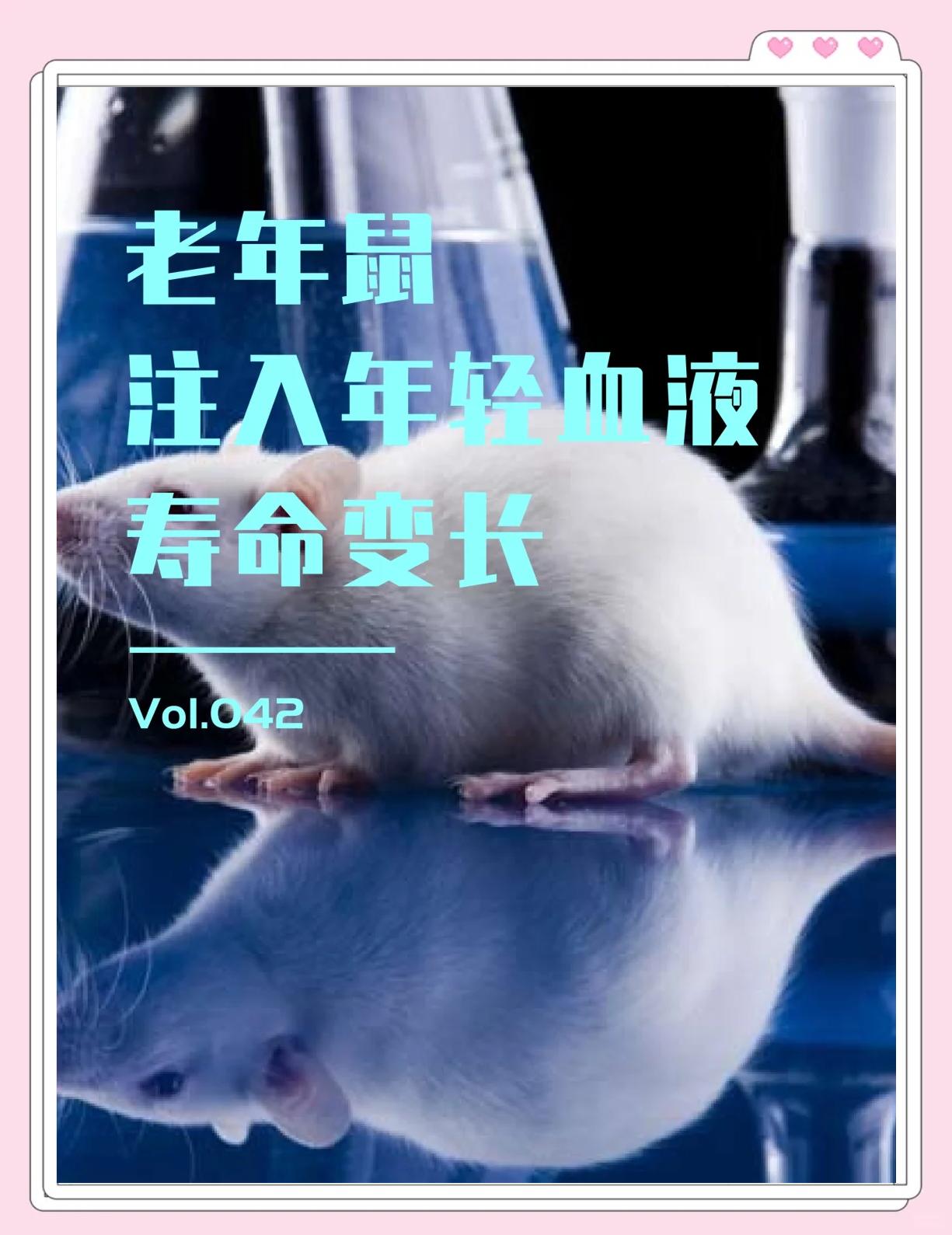科普展现:老鼠寿命（老鼠寿命到了会死在哪）