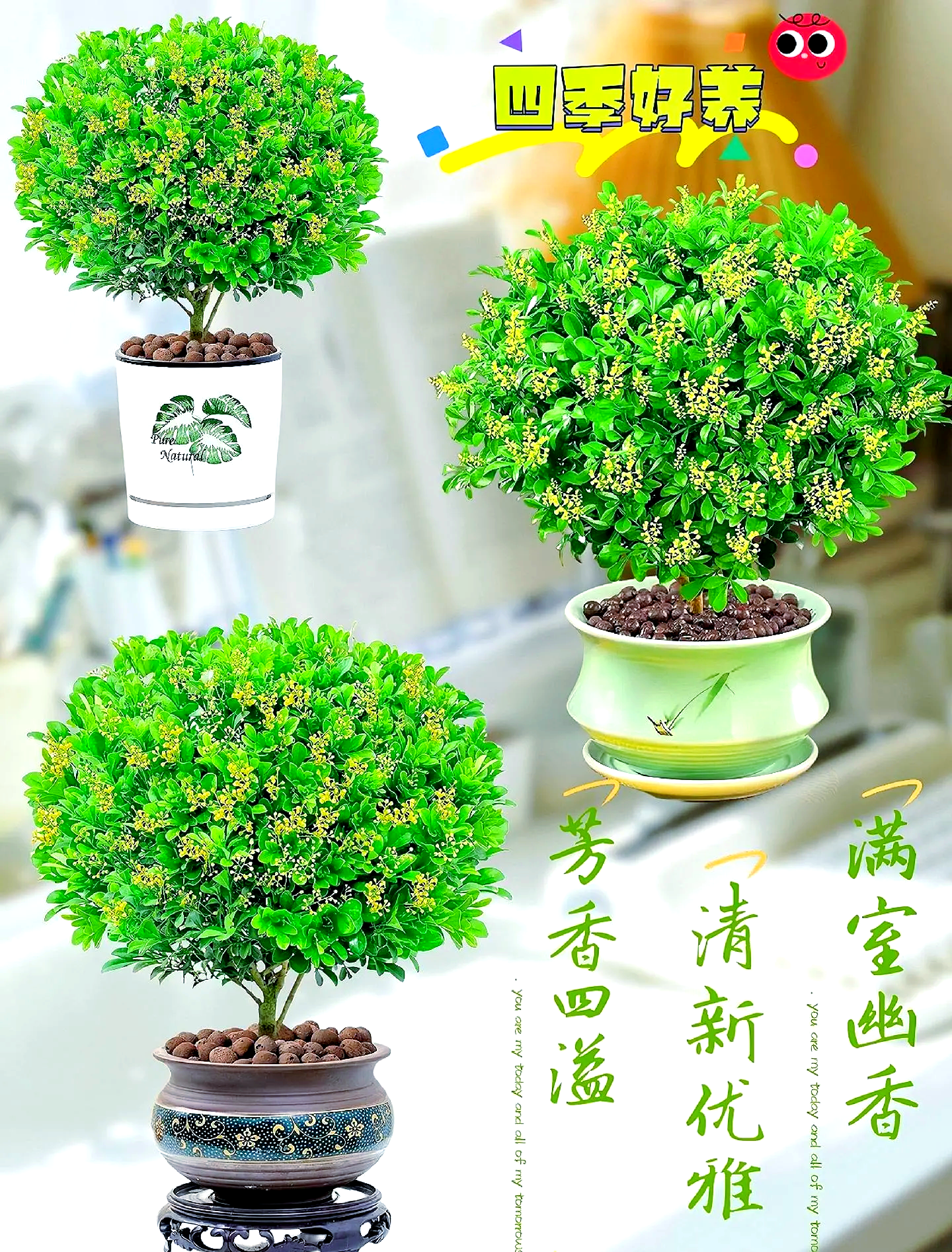 米兰花风水禁忌