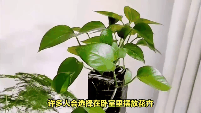 科普展现:卧室养花讲究（养卧室的花）