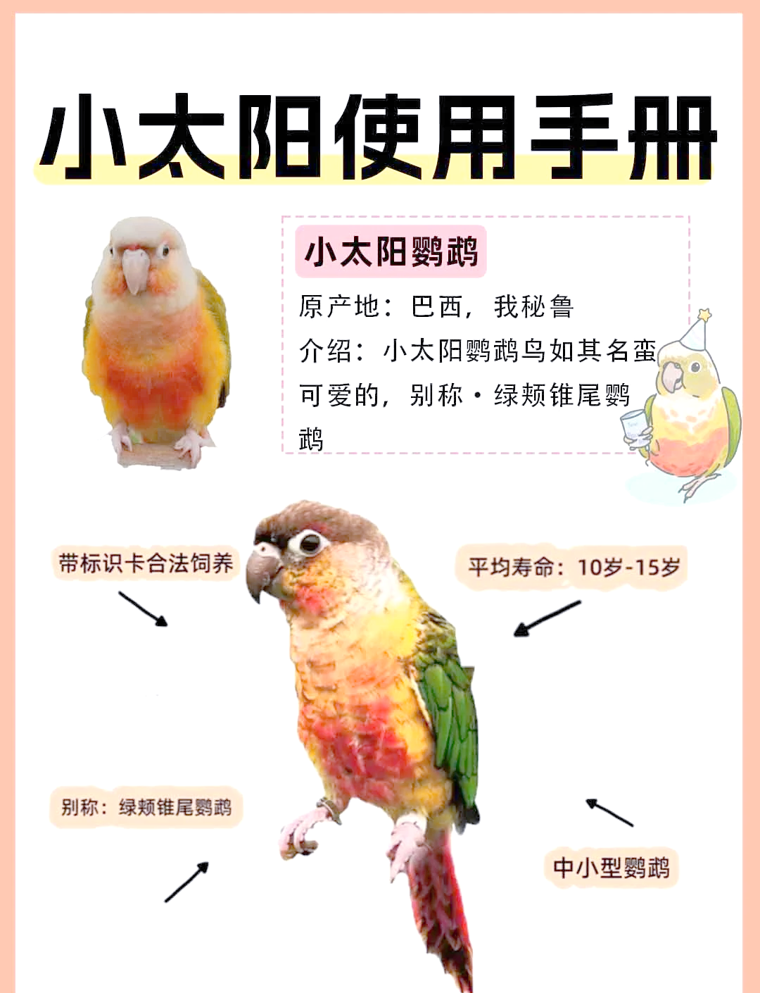 科普展现:鹦鹉名字（鹦鹉名字旺主人）