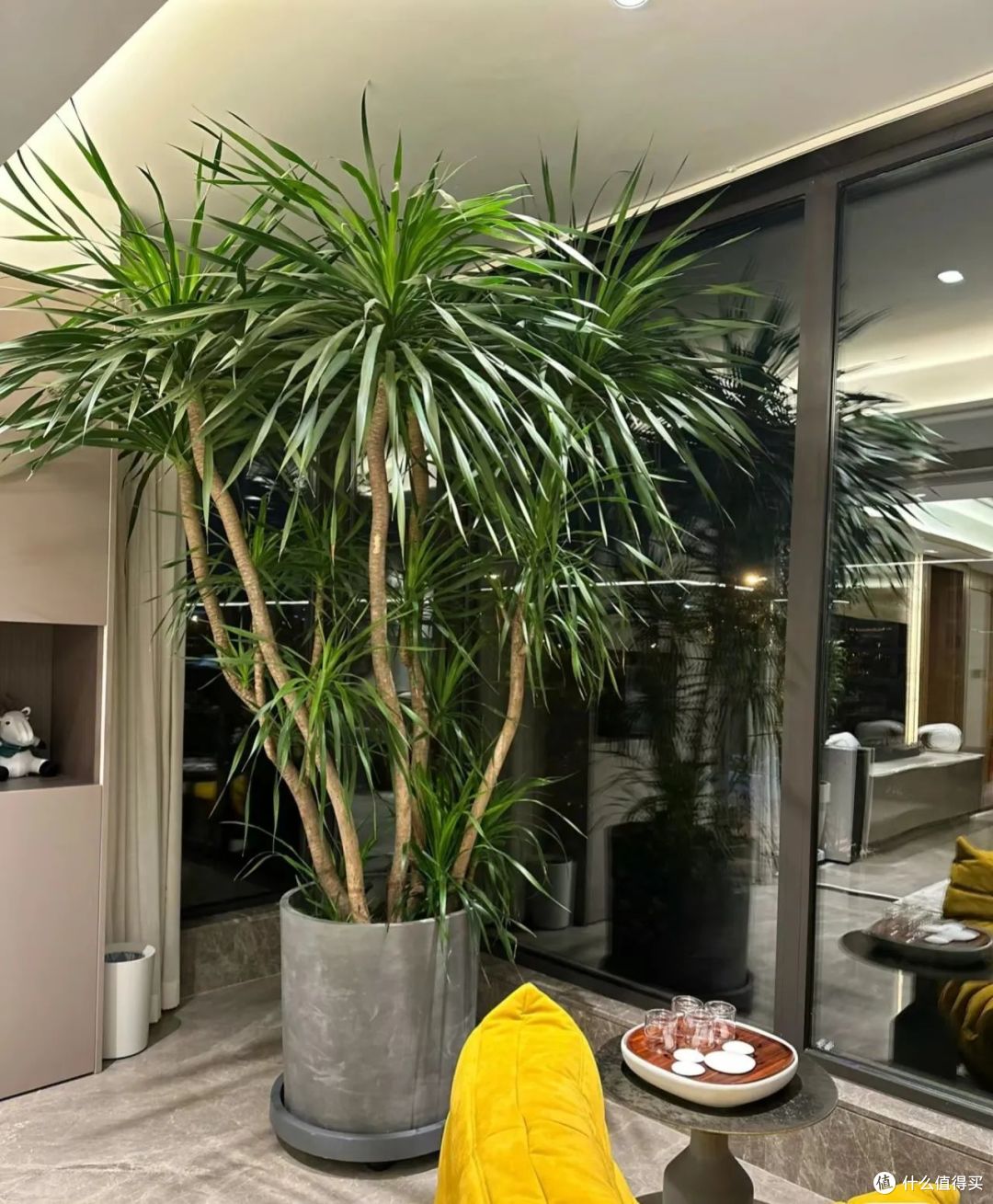 龙须树放客厅好吗