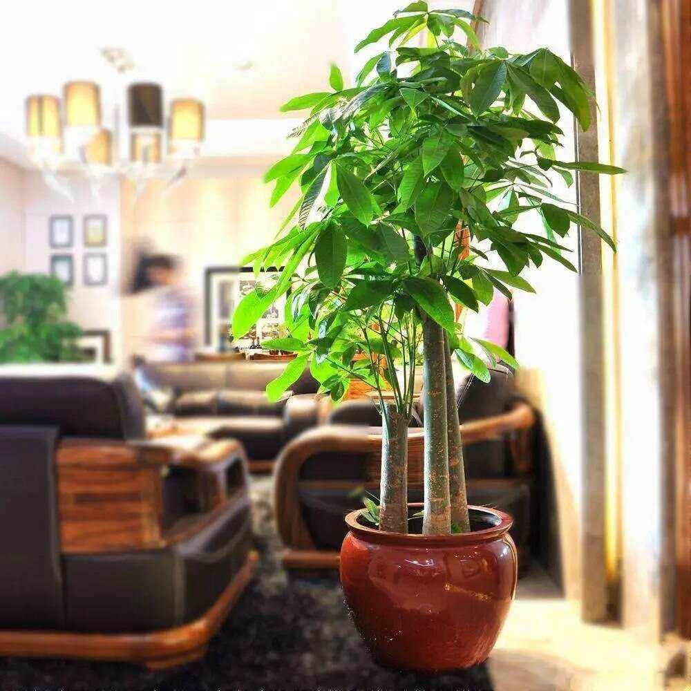 客厅怎样布局招财