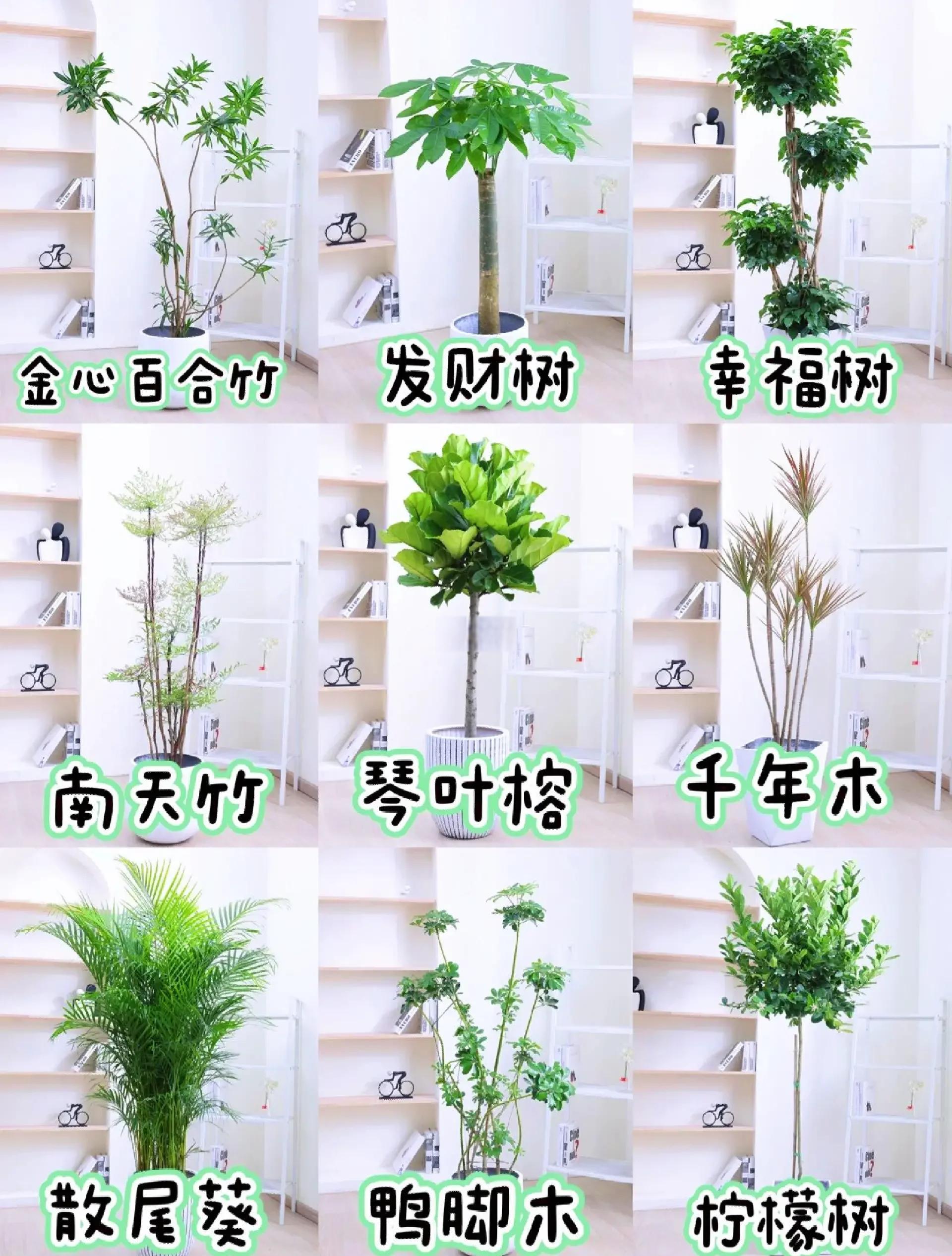 家居植物风水禁忌