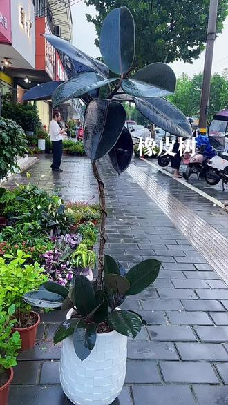 橡皮树摆放风水