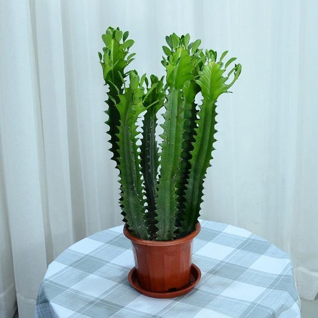辟邪植物有哪些